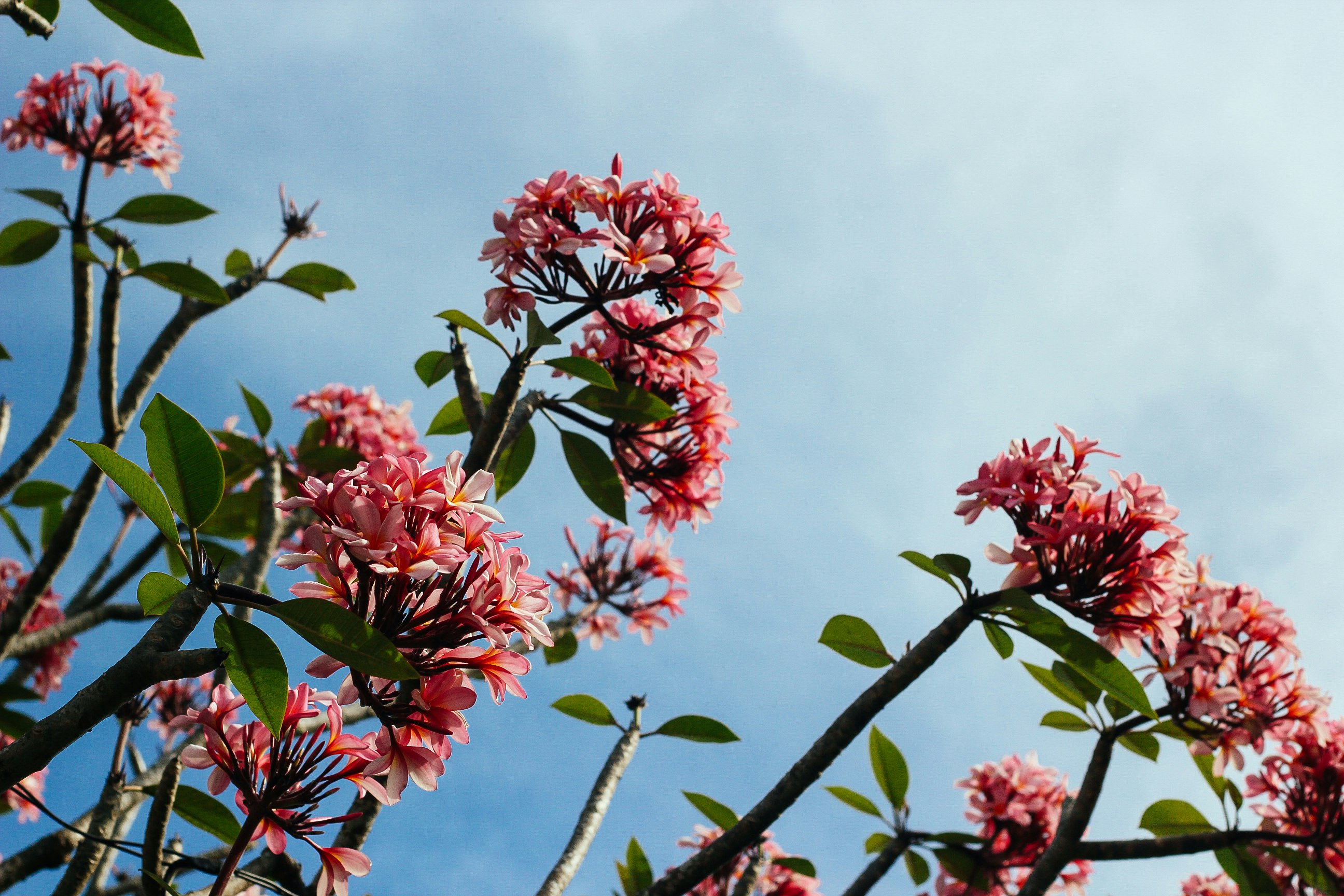 close-up photo of pink petaled flower